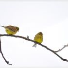 ... Emberiza citrinella ...