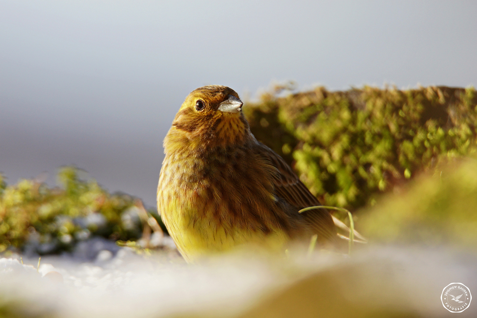 Emberiza citrinella