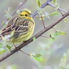 Emberiza citrinella - Goldammer