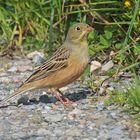 Emberiza hortulana