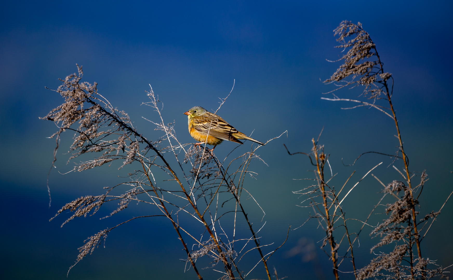 Emberiza hortulana