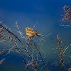 Emberiza hortulana