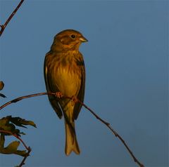 Emberiza hortulana...