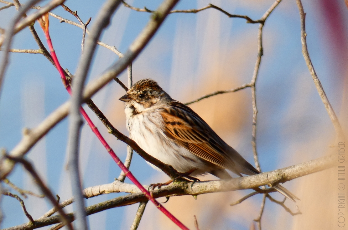 Emberiza schoeniclus