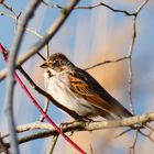 Emberiza schoeniclus