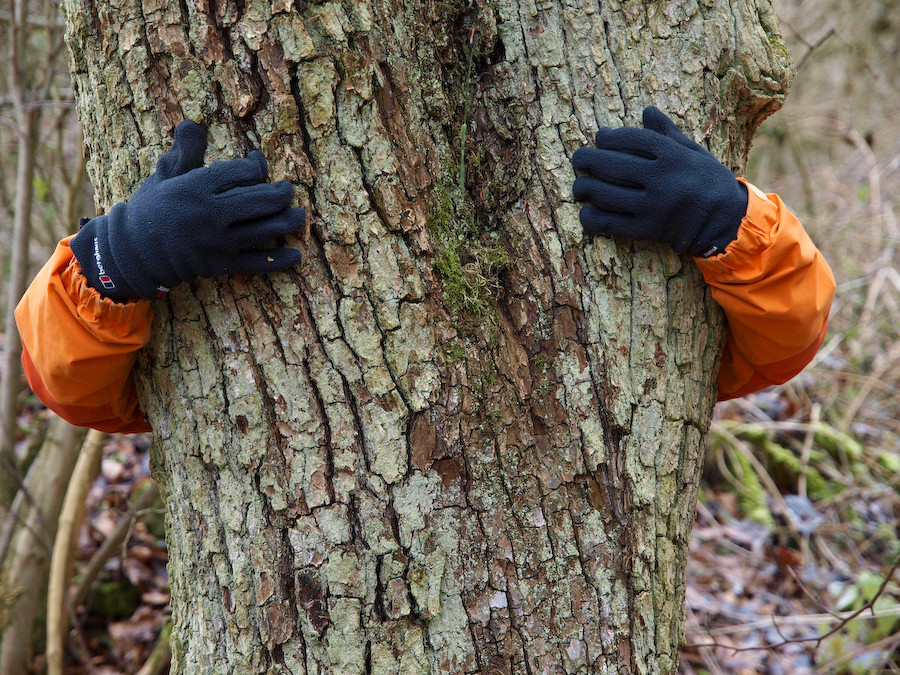 embrace yourself you are the tree and the tree is you