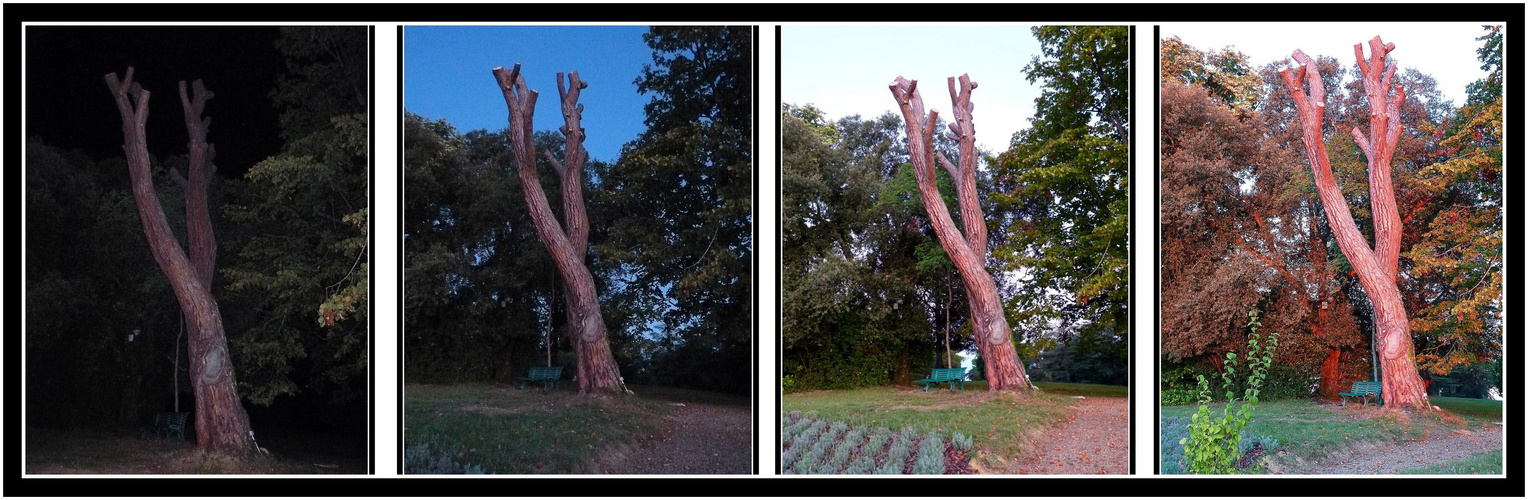 EMBRASEMENT - DE - L'ARBRE - AUX - OREILLES