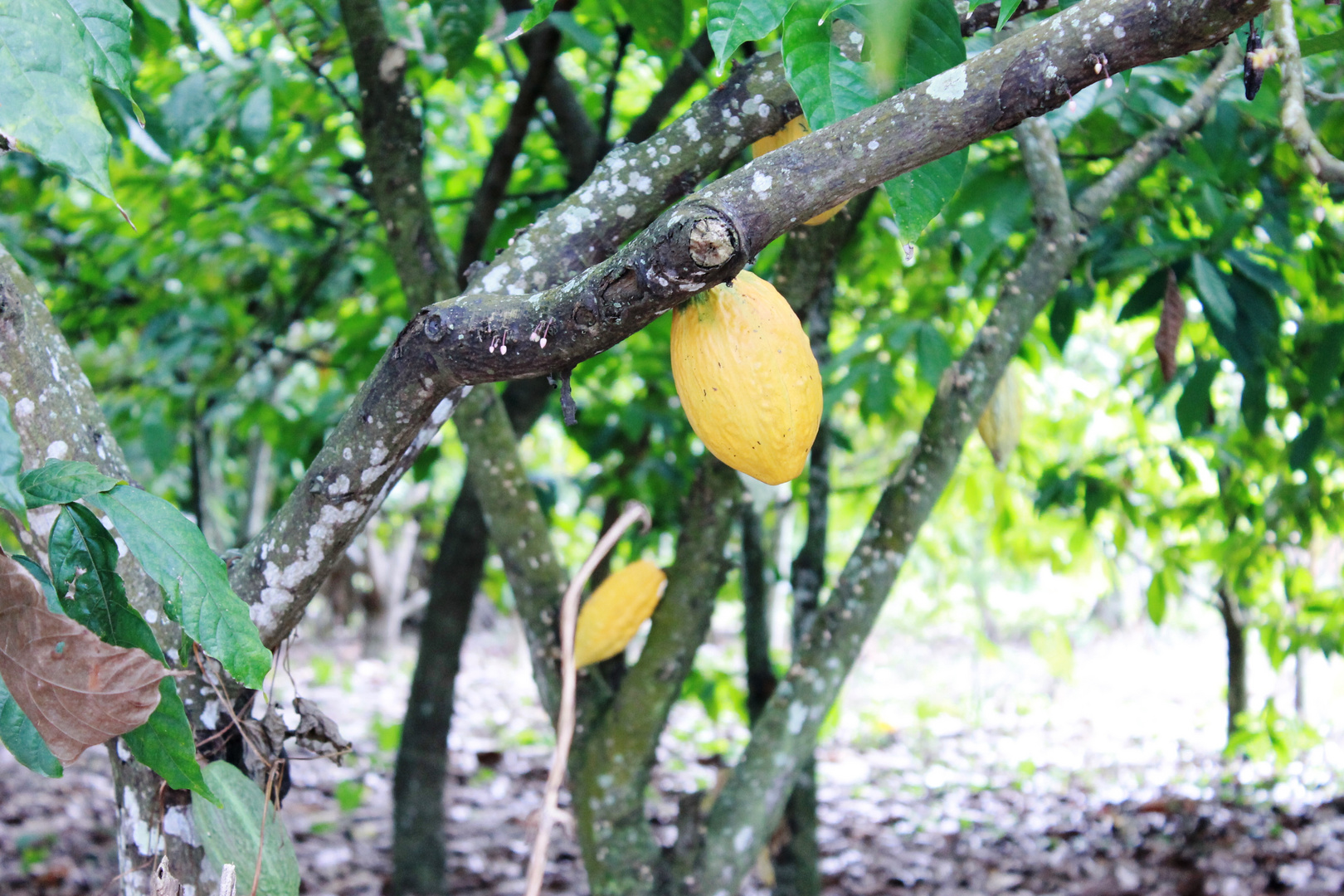 Embriones de Chocolate