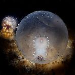 embrioni di flamboyant cuttlefish 