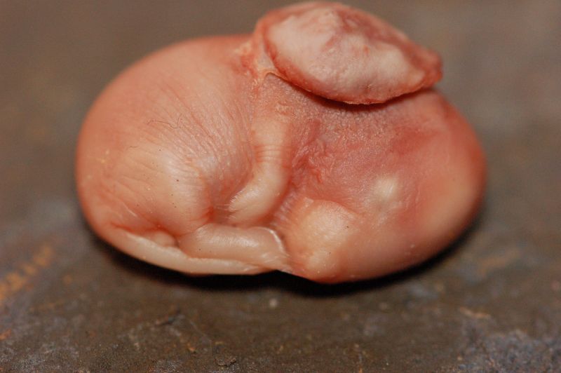 Embryo einer Rötelmaus