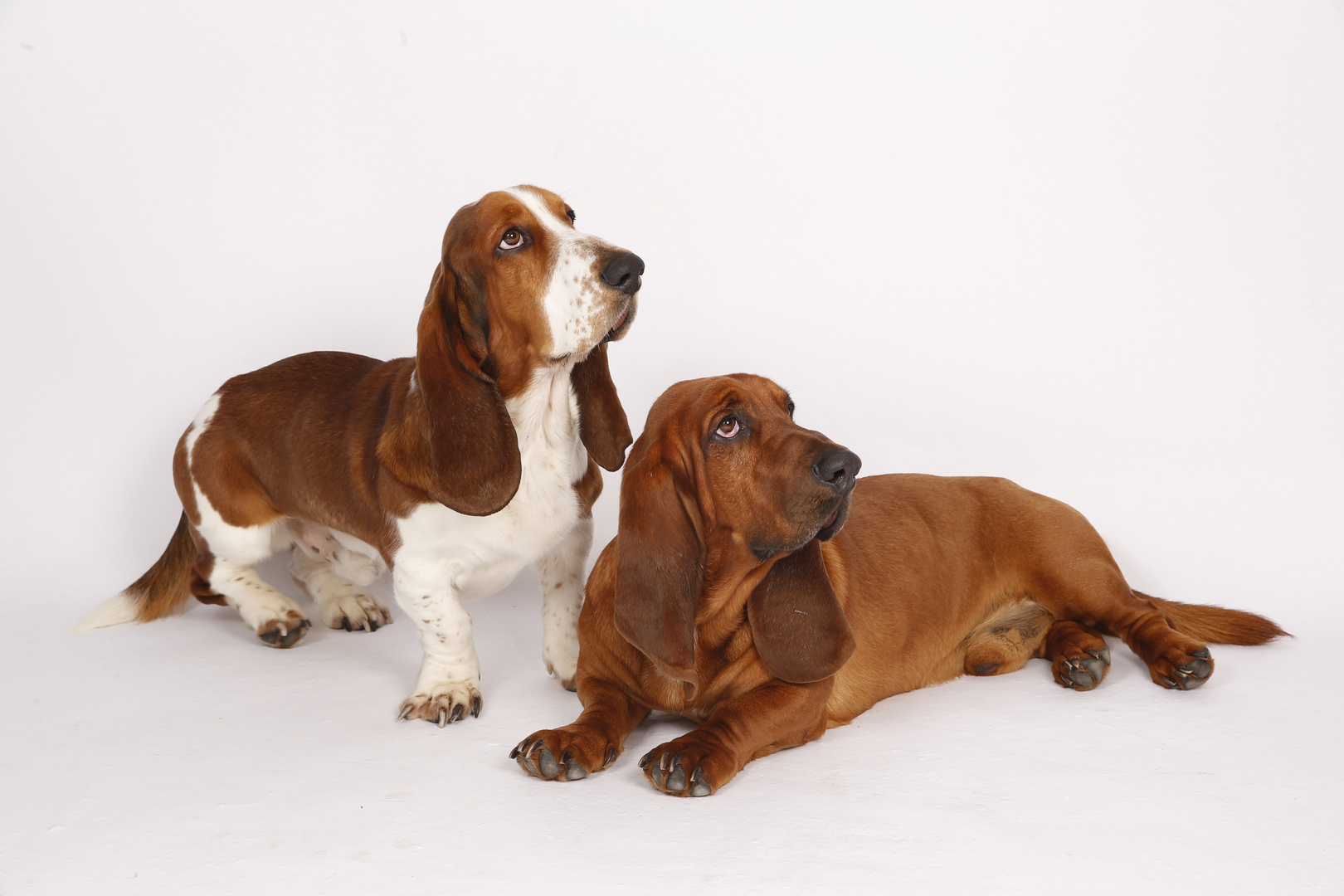 Emder Basset Hound