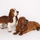 Emder Basset Hound