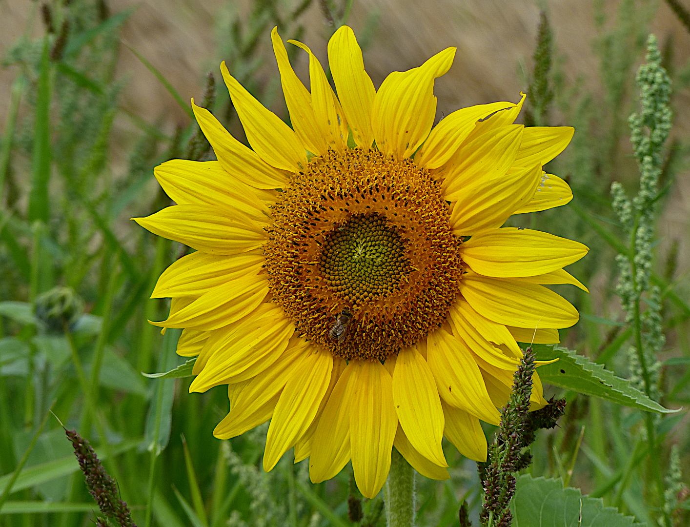 Emdlich die Sonne ist da