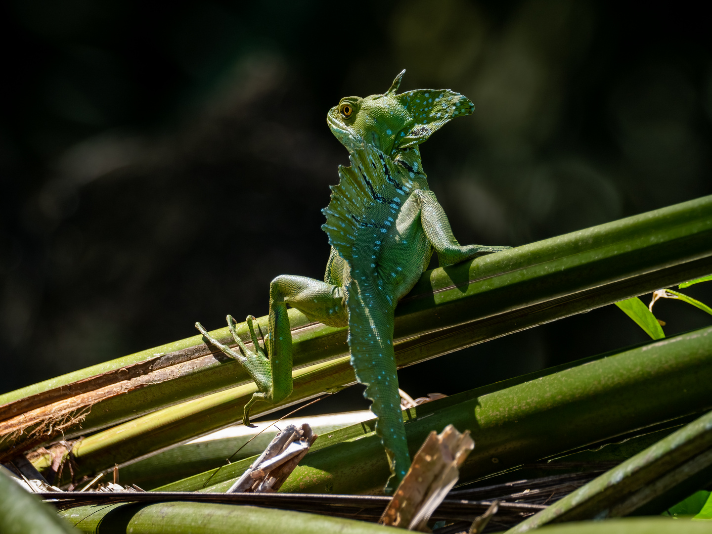 Emerald Basilisk