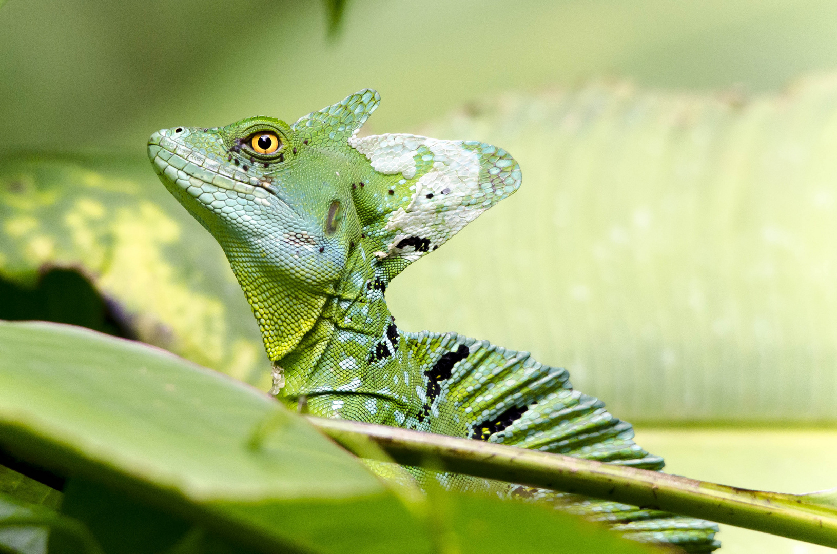 Emerald Basilisk