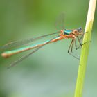 Emerald Damselfly