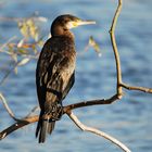 Emerald Eye Kormoran