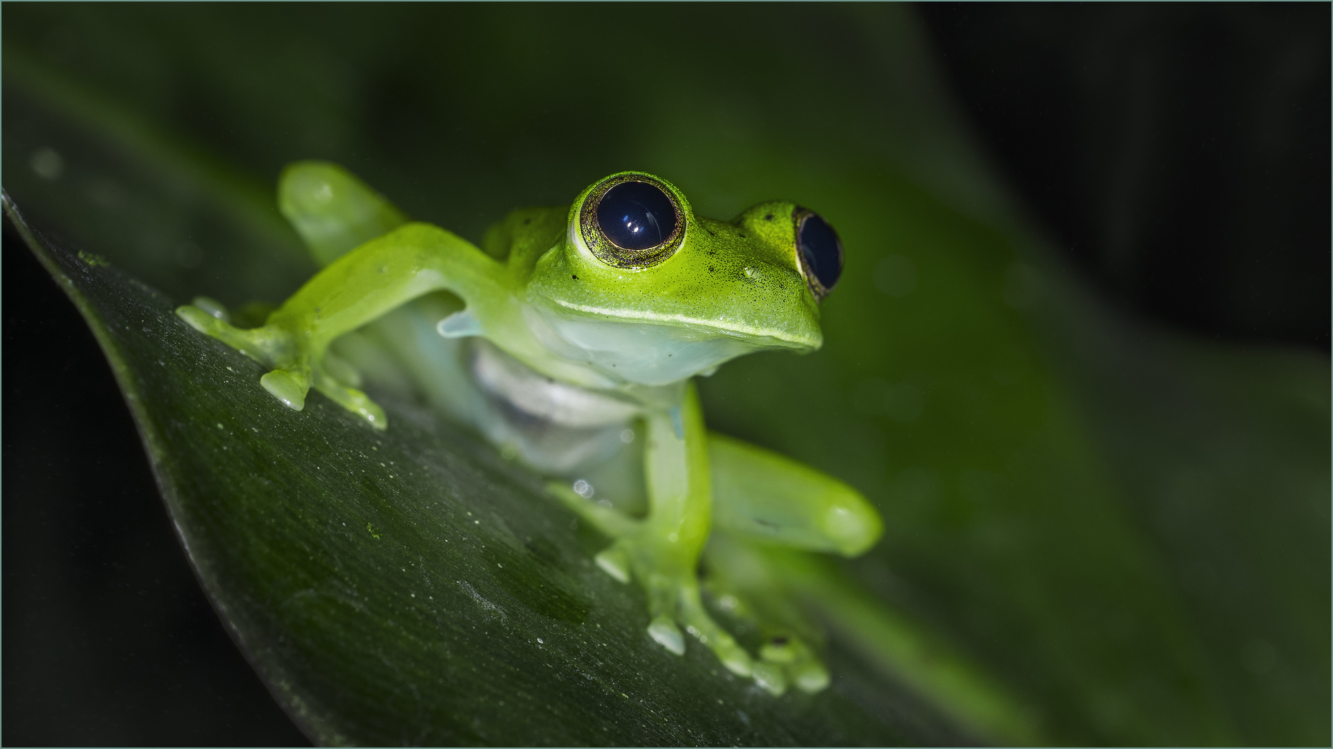 Emerald glass frog