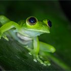 Emerald glass frog