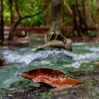 Emerald Pool Hike II