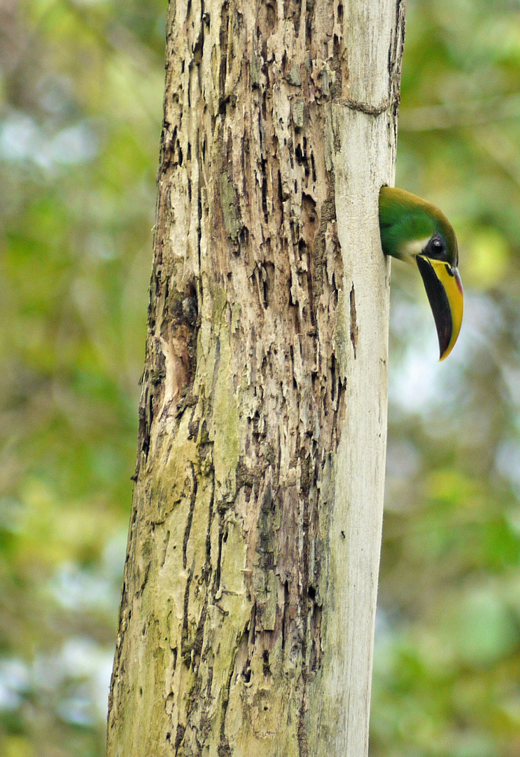 emerald tucanet breeding