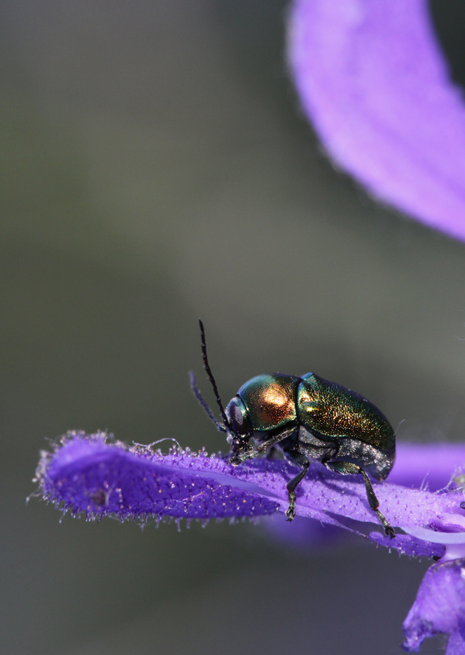 Emeraude sur écrin vert