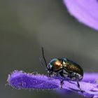 Emeraude sur écrin vert