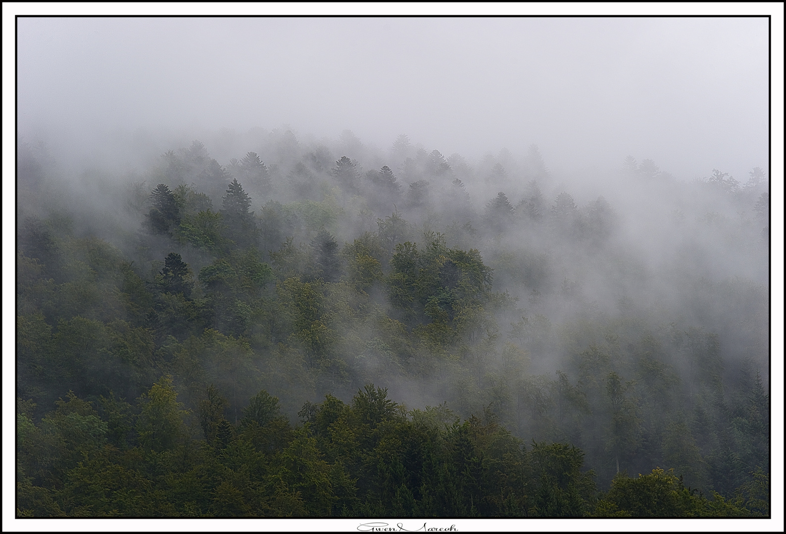 emergence du vert