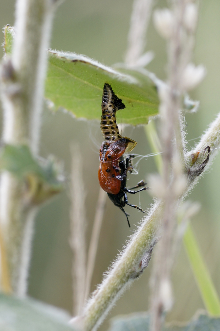 Emergence d'une Chrysomèle du peuplier