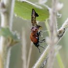 Emergence d'une Chrysomèle du peuplier