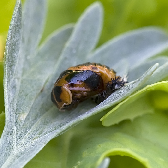 Emergence d'une coccinelle asiatique