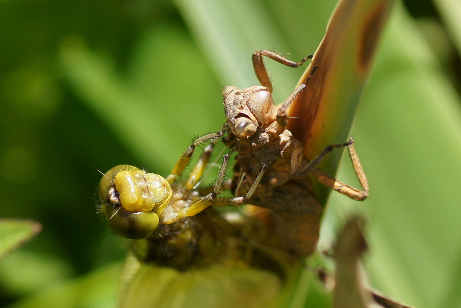 Emergence d'une Libellule à 4 tâches