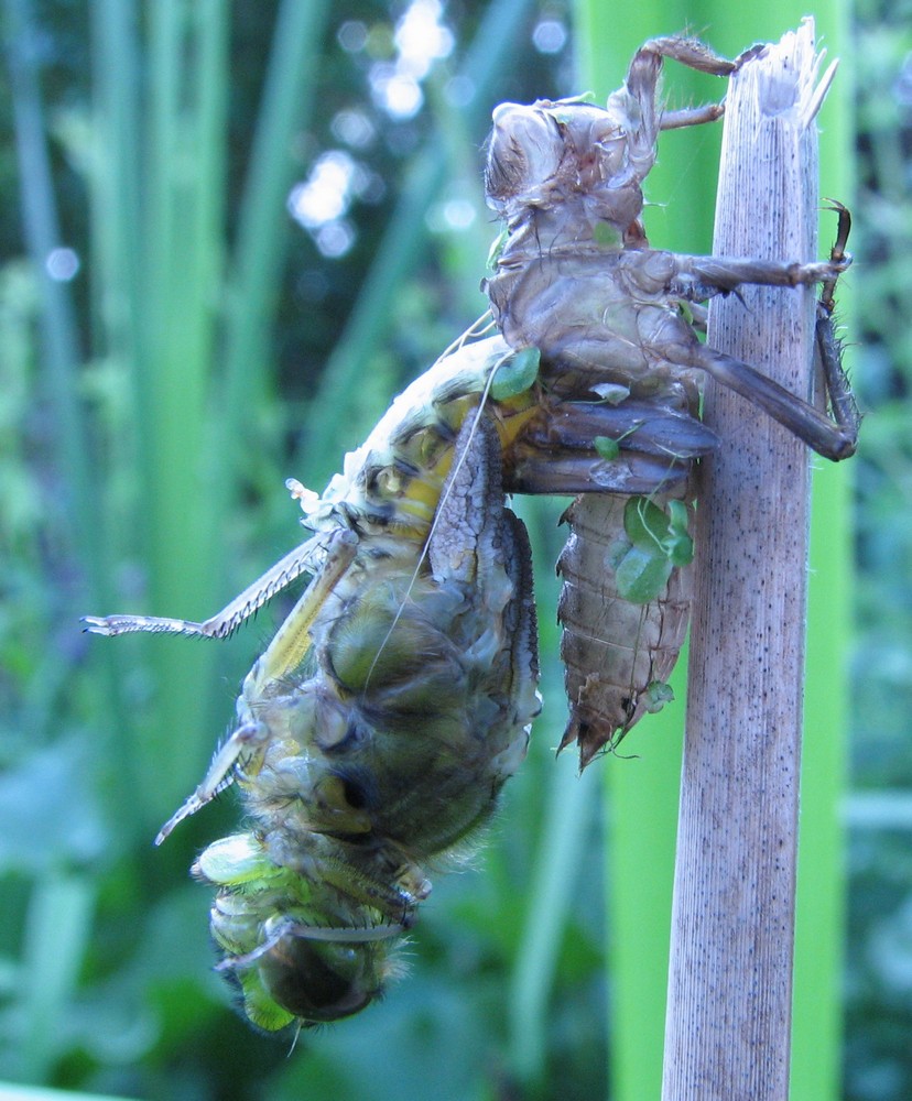 Emergence d'une libellule déprimée