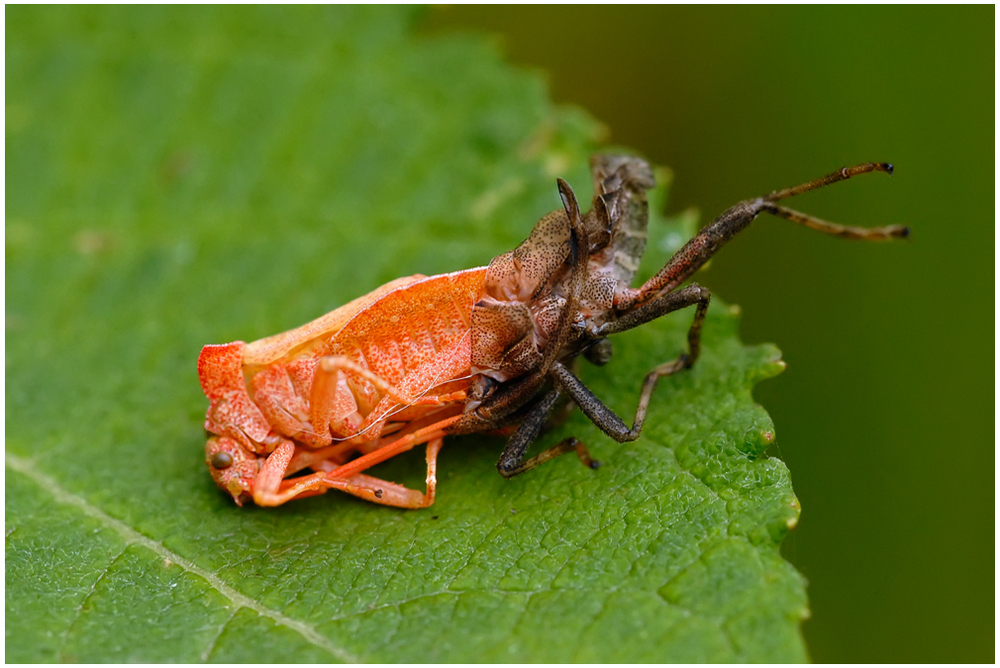 Emergence d'une punaise