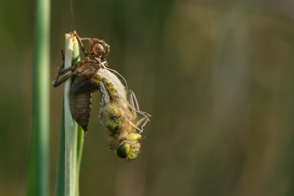 Emergence Libellula quadrimaculata