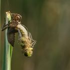 Emergence Libellula quadrimaculata