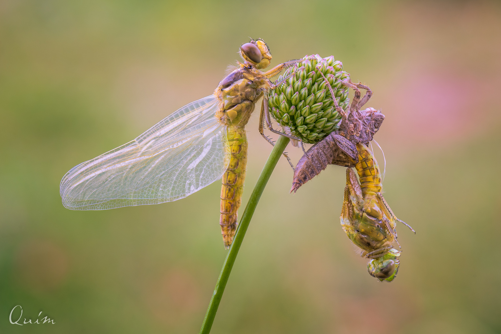  Emergencia de Orthetrum cancellatum