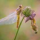  Emergencia de Orthetrum cancellatum