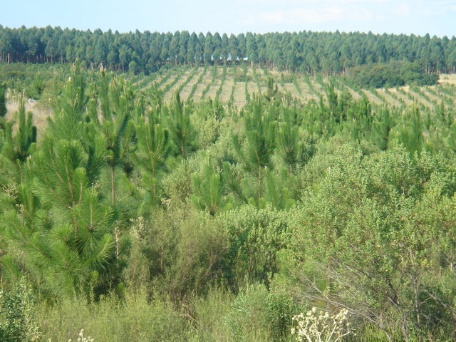 emergiendo al final del invierno Pinus E.