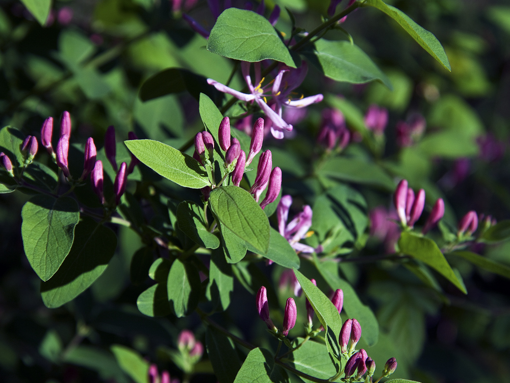 Emerging Blooms