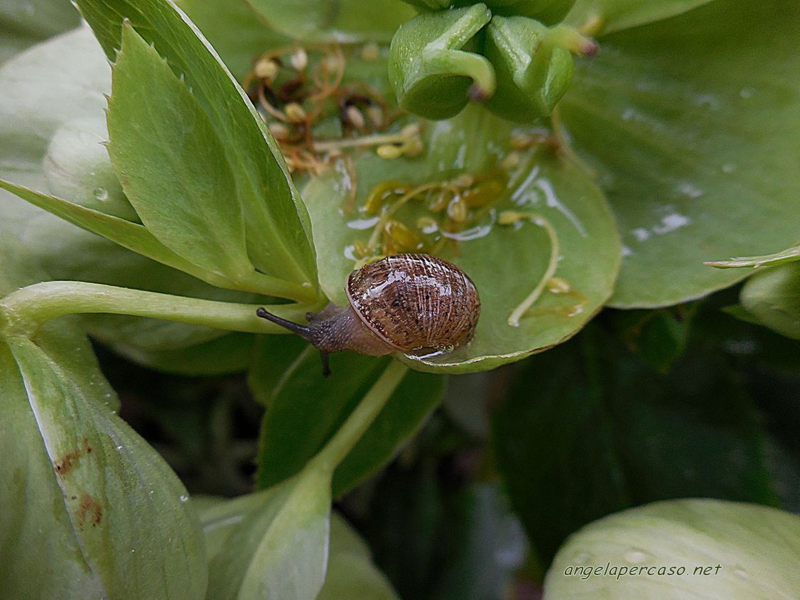 emersione faticosa