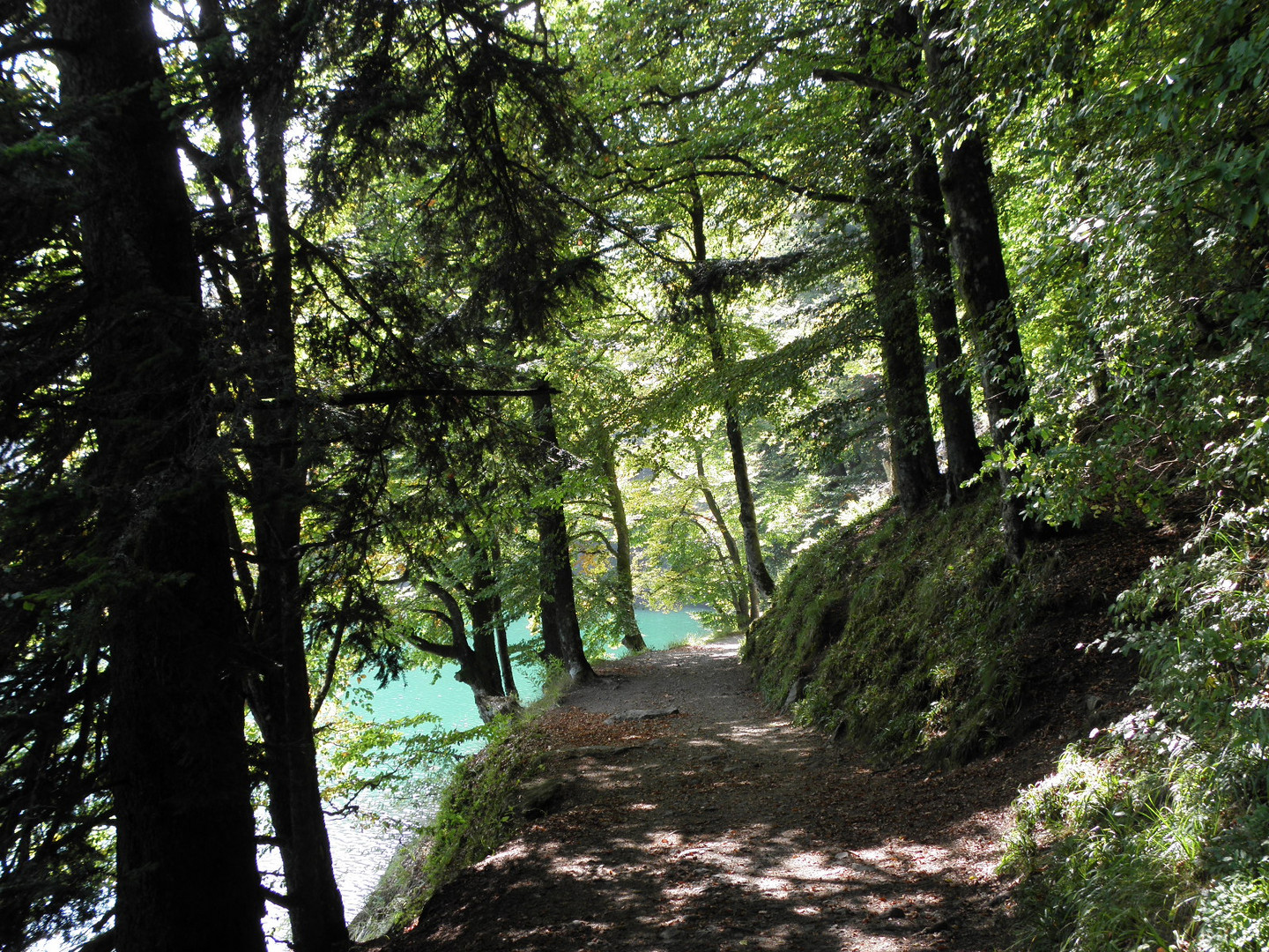 émeuraude en sous bois