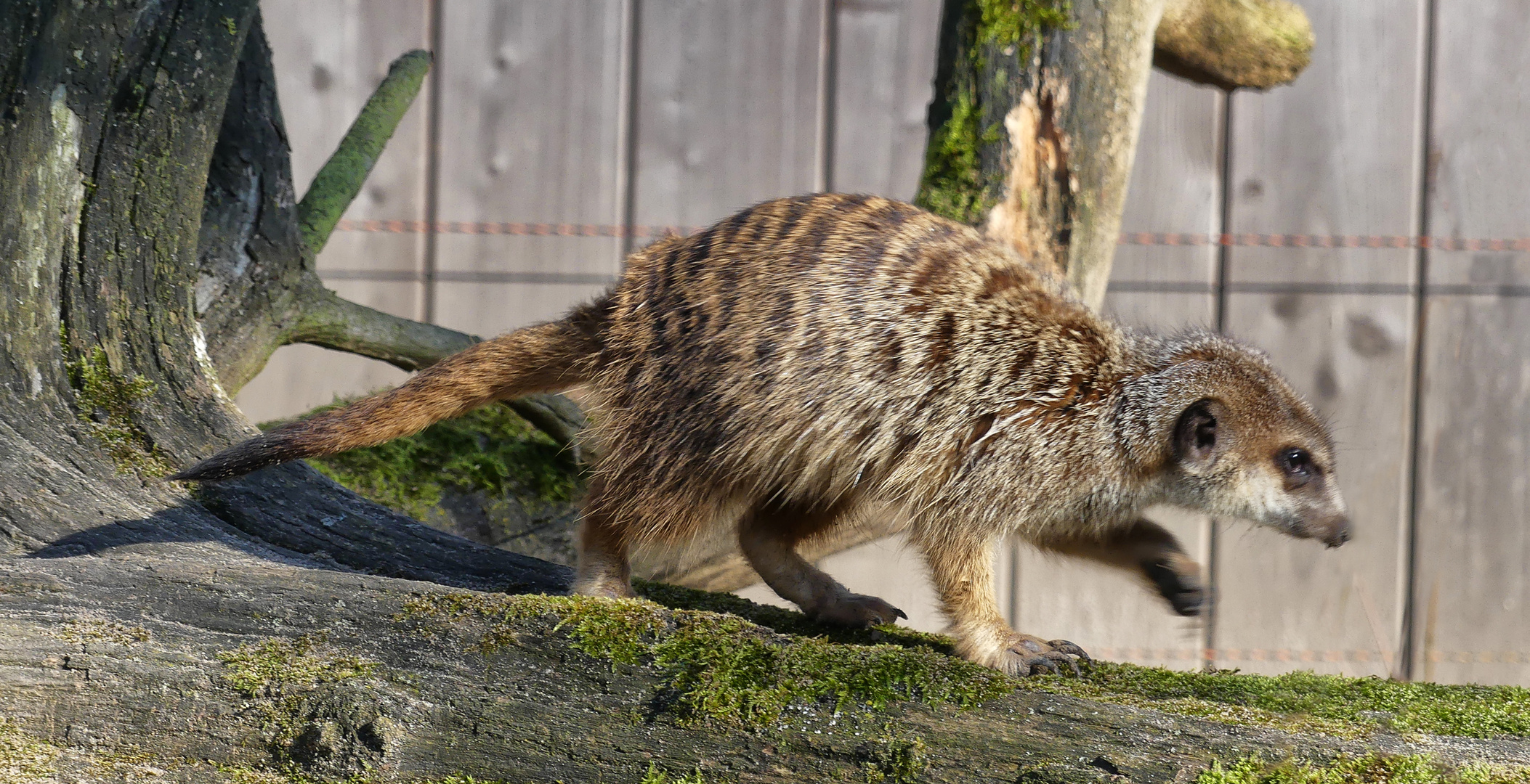 Emil Foto & Bild quatsch, fun und rätselecke, tiere, zoo, wildpark