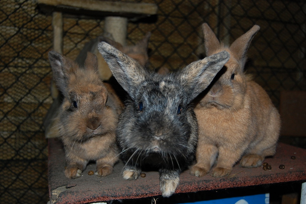 Emily, Lilo und Leonie ganz neugierig