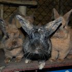 Emily, Lilo und Leonie ganz neugierig