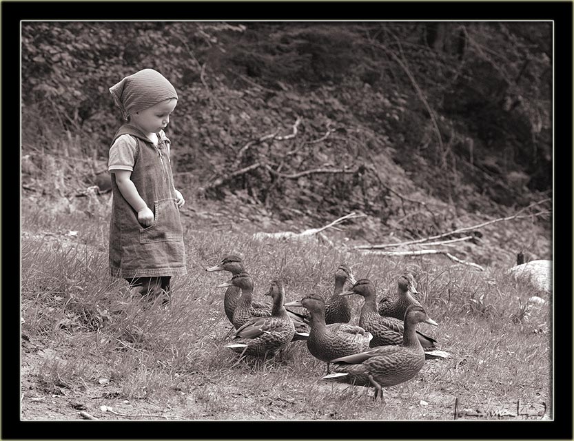 Emily und die Enten