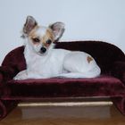 Emily, unser 2. Chihuahua - Winnie wurde schon vorgestellt