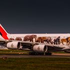 Emirates, Airbus A380-800