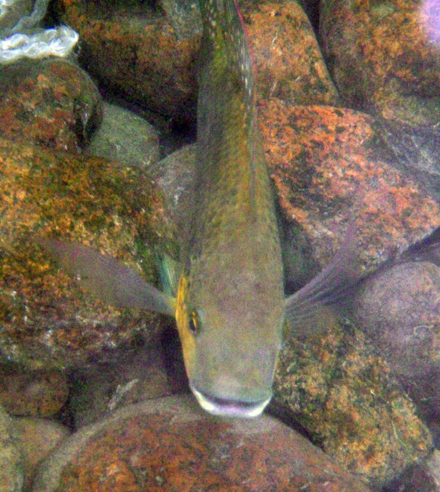 Emiratische Tilapia oder Bassam Khalaf's Tilapia (Oreochromis mossambicus bassamkhalafi)