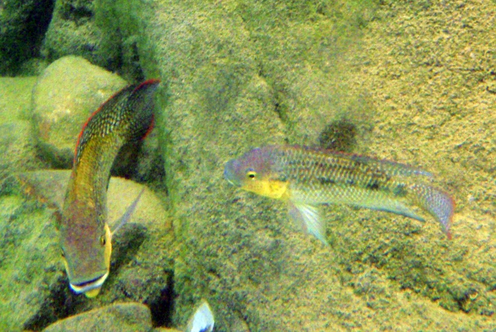 Emiratische Tilapia (Oreochromis mossambicus bassamkhalafi), Fujairah, Emirate